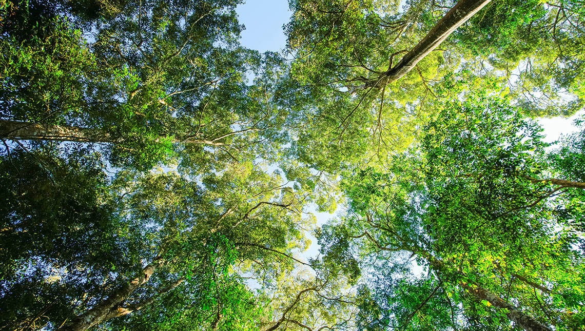 Forest.